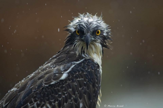 Il Falco Pescatore; lo Spettacolo della Vita e della Natura, live dalla Riserva Naturale Diaccia Botrona