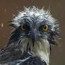 Il Falco Pescatore; lo Spettacolo della Vita e della Natura, live dalla Riserva Naturale Diaccia Botrona